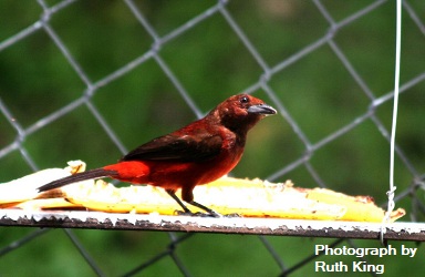 Crimson-backed Tanager